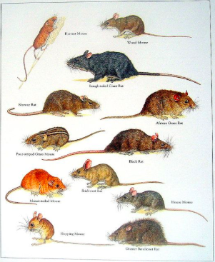 Amgen wriggles out of state bill on rat poisons, says it prefers its  rodent-killing methods