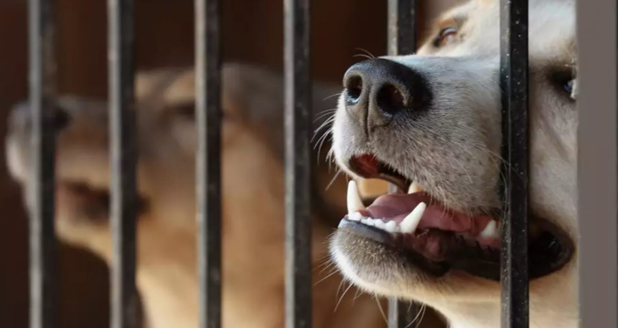 California Animal Shelters must now keep dog bite records.