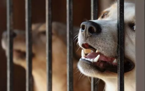 California Animal Shelters must now keep dog bite records.