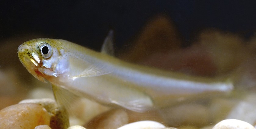 Petition to Request Delta Smelt Be Declared Extinct will be Filed