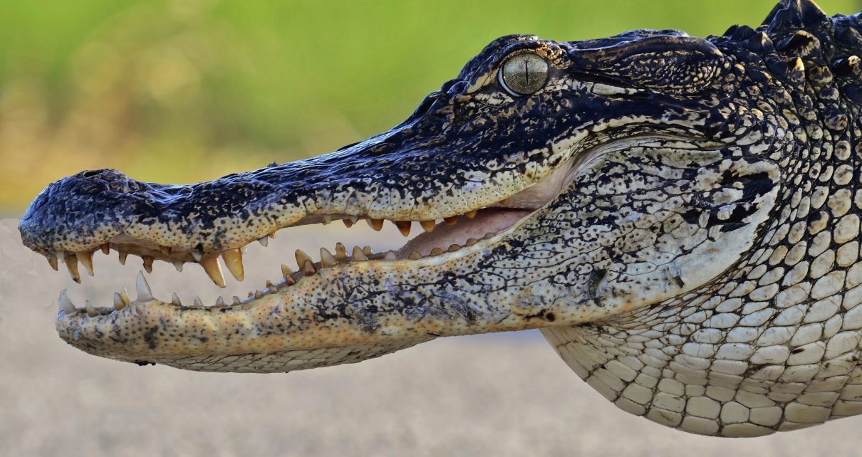 Crocodile - Wikipedia