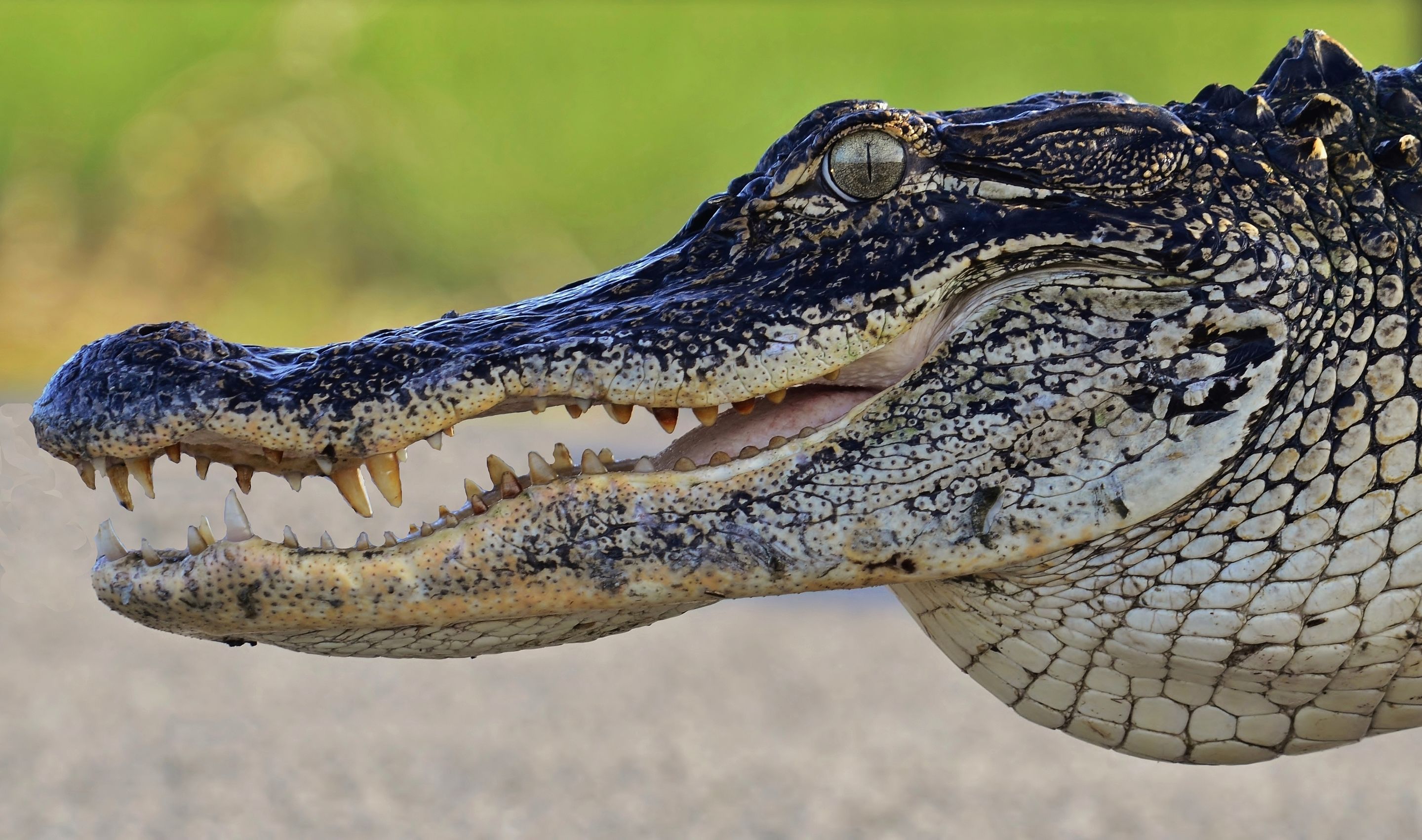 Victory! California Bans Alligator and Crocodile Skin
