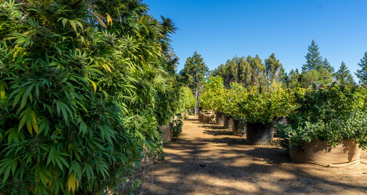 Illegal pot farms have invaded the California desert - Los Angeles