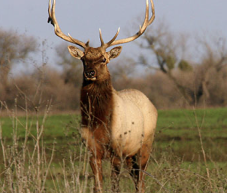Wildlife Violator Compact